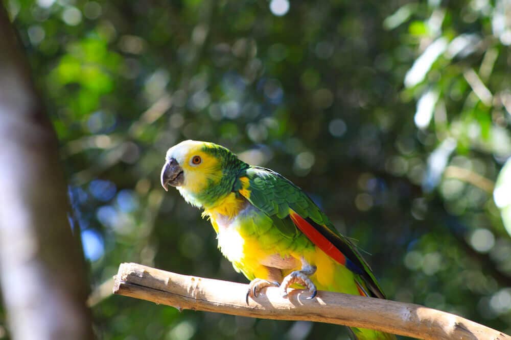 /argentine/voyage-argentine-iguacu-parc-des-oiseaux-2.jpg