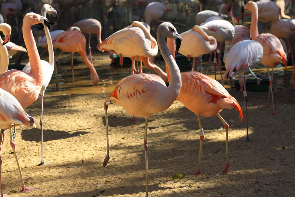 /argentine/voyage-argentine-iguacu-parc-des-oiseaux-3.jpg