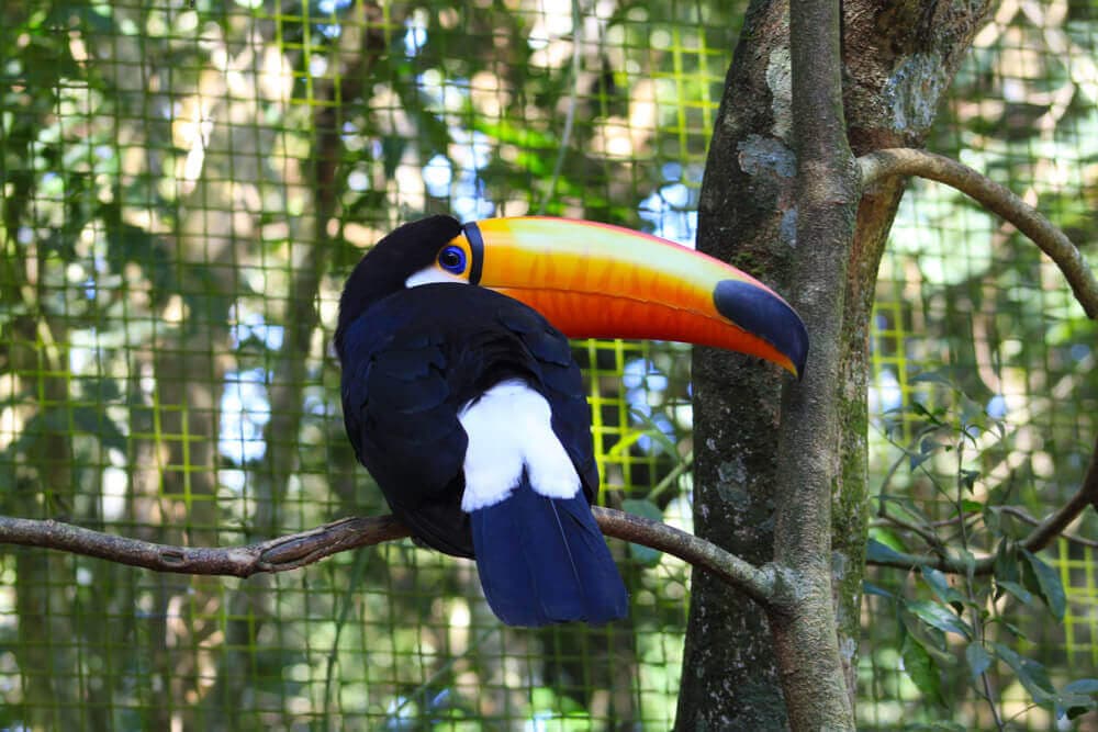 /argentine/voyage-argentine-iguacu-parc-des-oiseaux-4.jpg