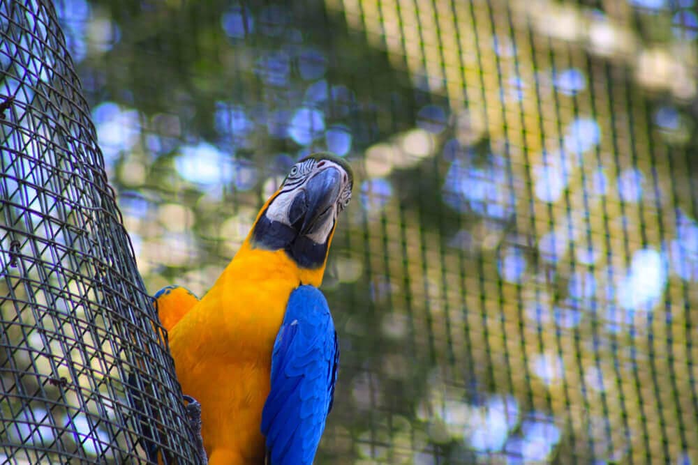 /argentine/voyage-argentine-iguacu-parc-des-oiseaux-5.jpg