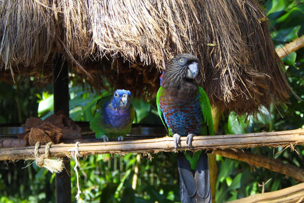 /argentine/voyage-argentine-iguacu-parc-des-oiseaux.jpg