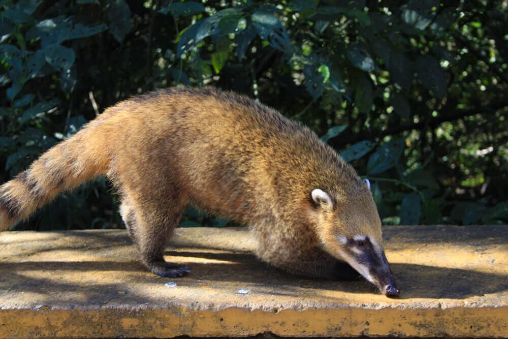 Coatis