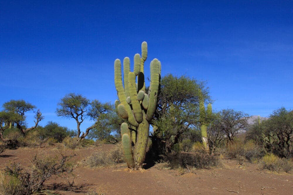 /argentine/voyage-argentine-salta-cactus-laguna-del-brealito.jpg