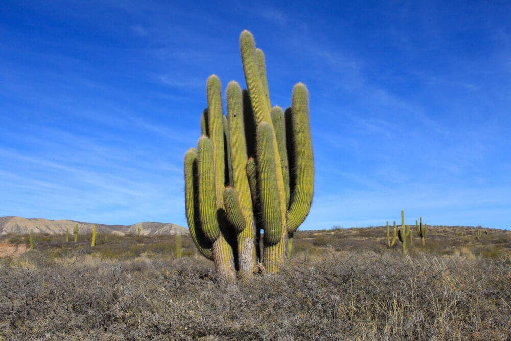 Parque Nacional Los Cardones