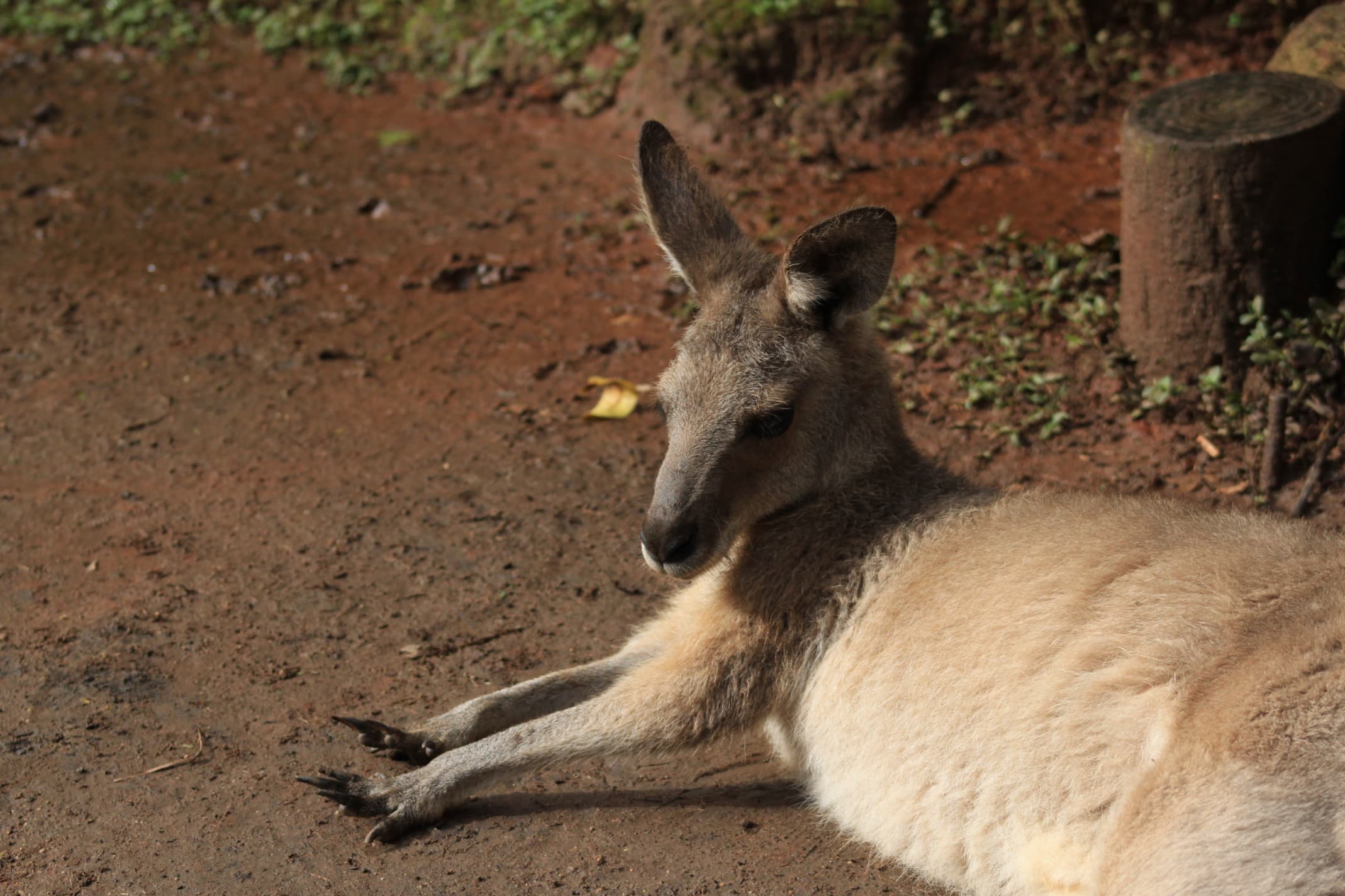 Kuranda Rainforestation Nature Park