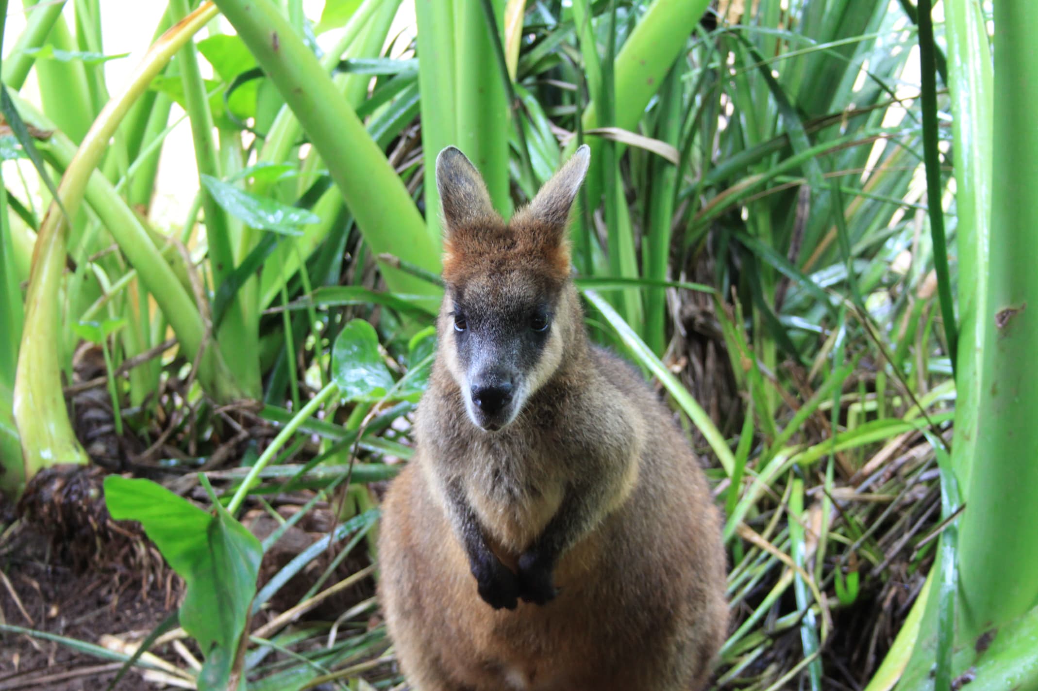 Kuranda Rainforestation Nature Park