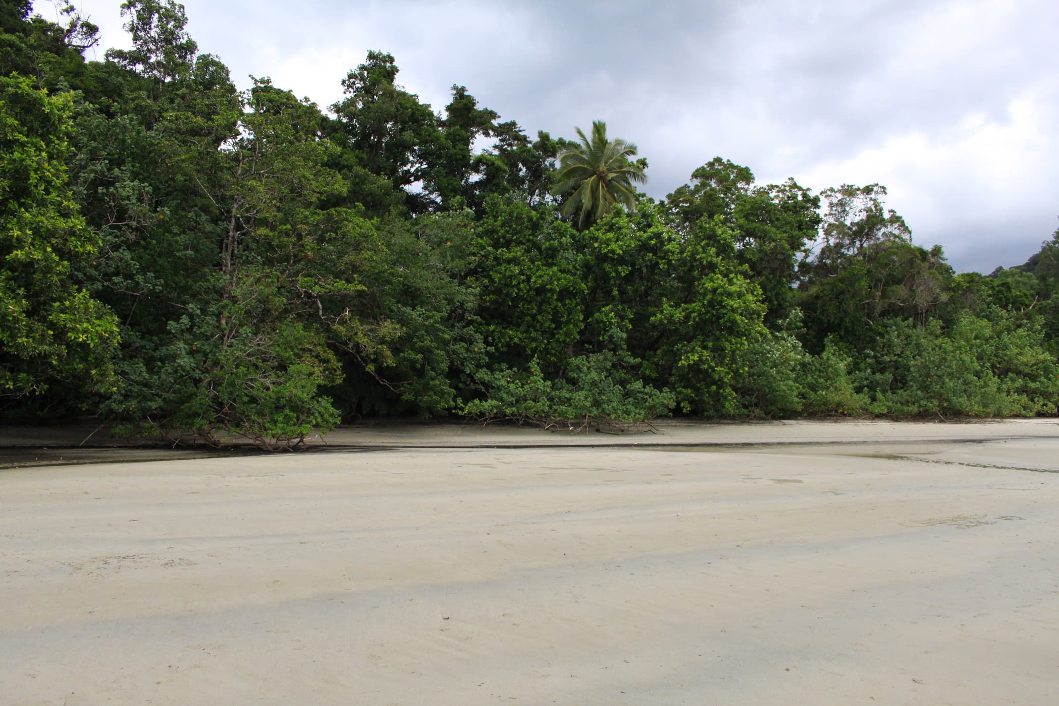 Daintree Rainforest