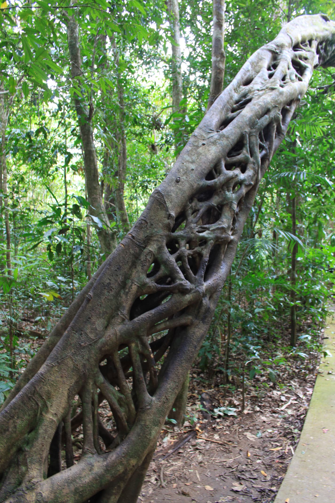 Daintree Rainforest