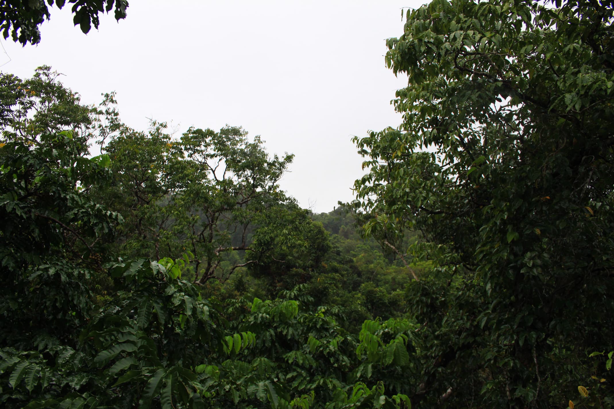 Daintree Rainforest