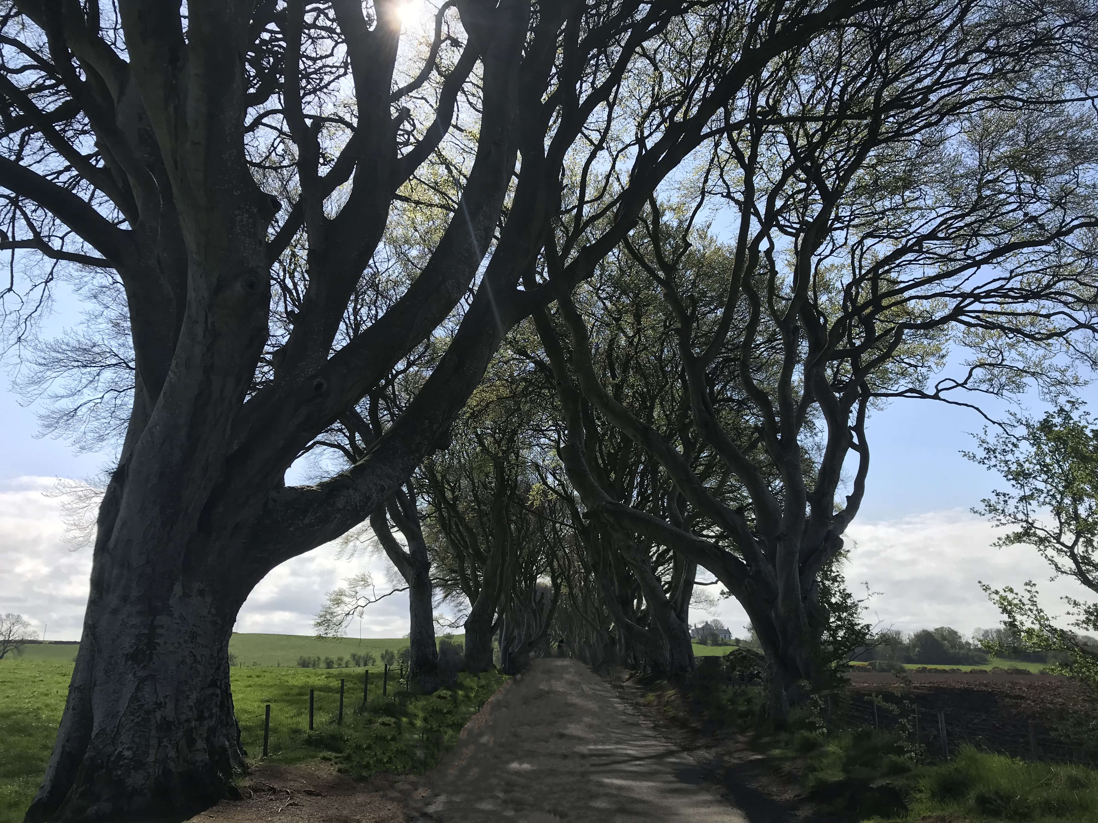 Dark hedges