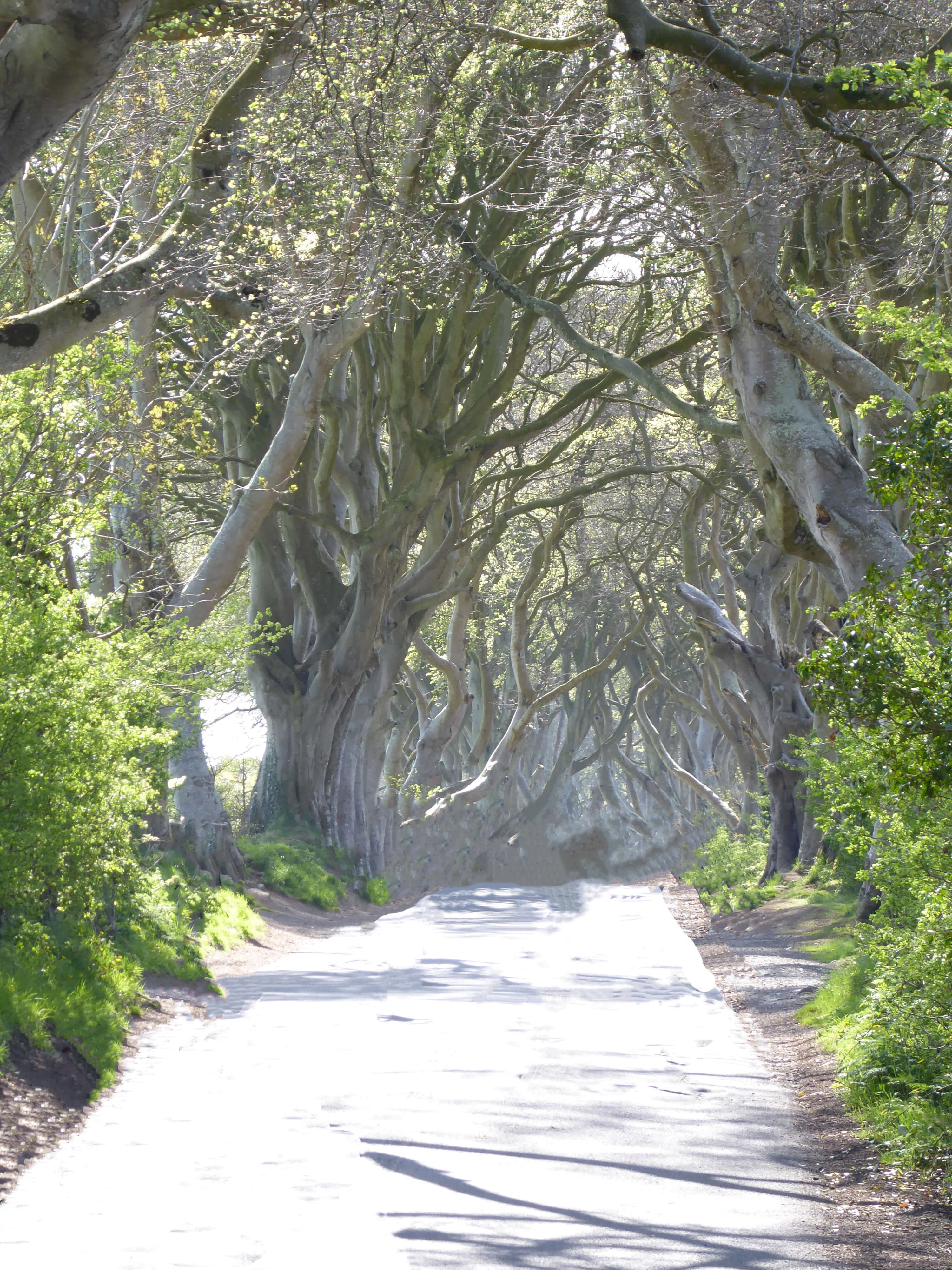 Dark hedges