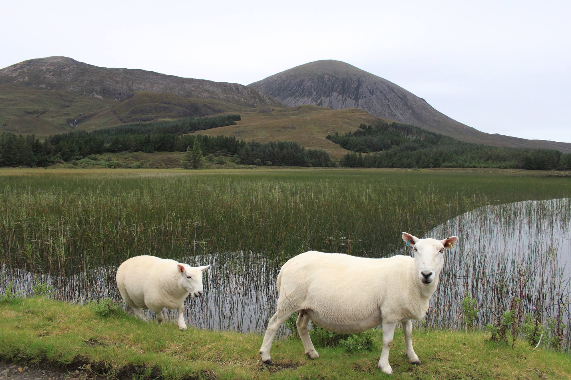 /ecosse/voyage-ecosse-jour-3-ile-skye-1.JPG