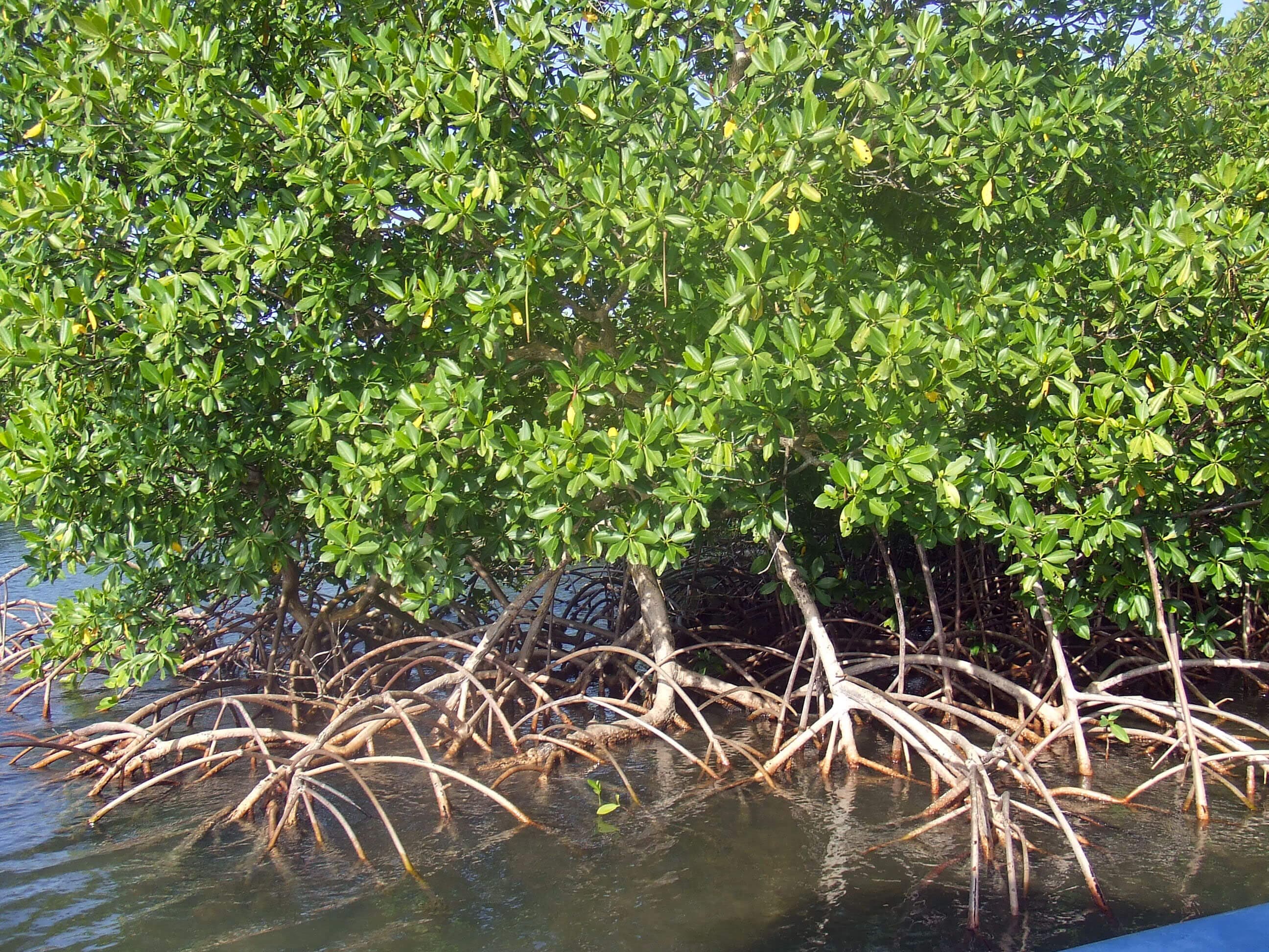 Mangrove