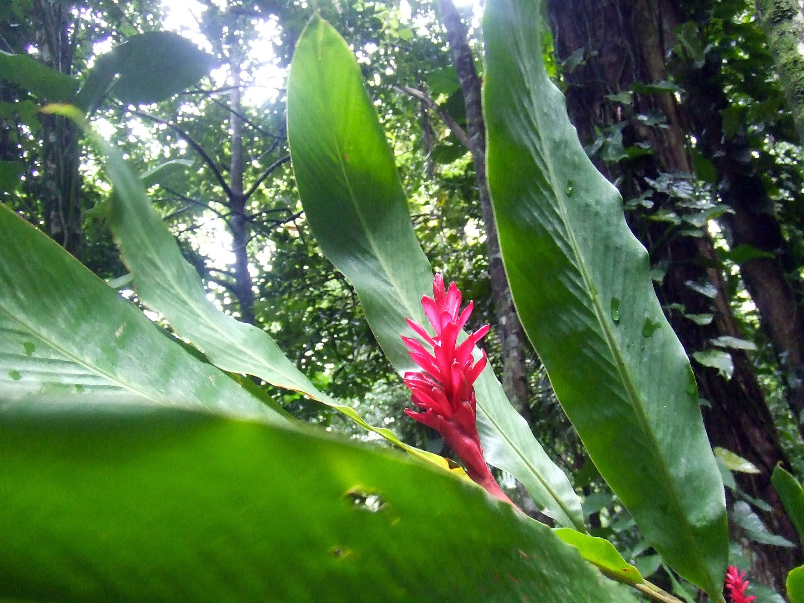 /guadeloupe/voyage-guadeloupe-parc-des-mamelles.jpg