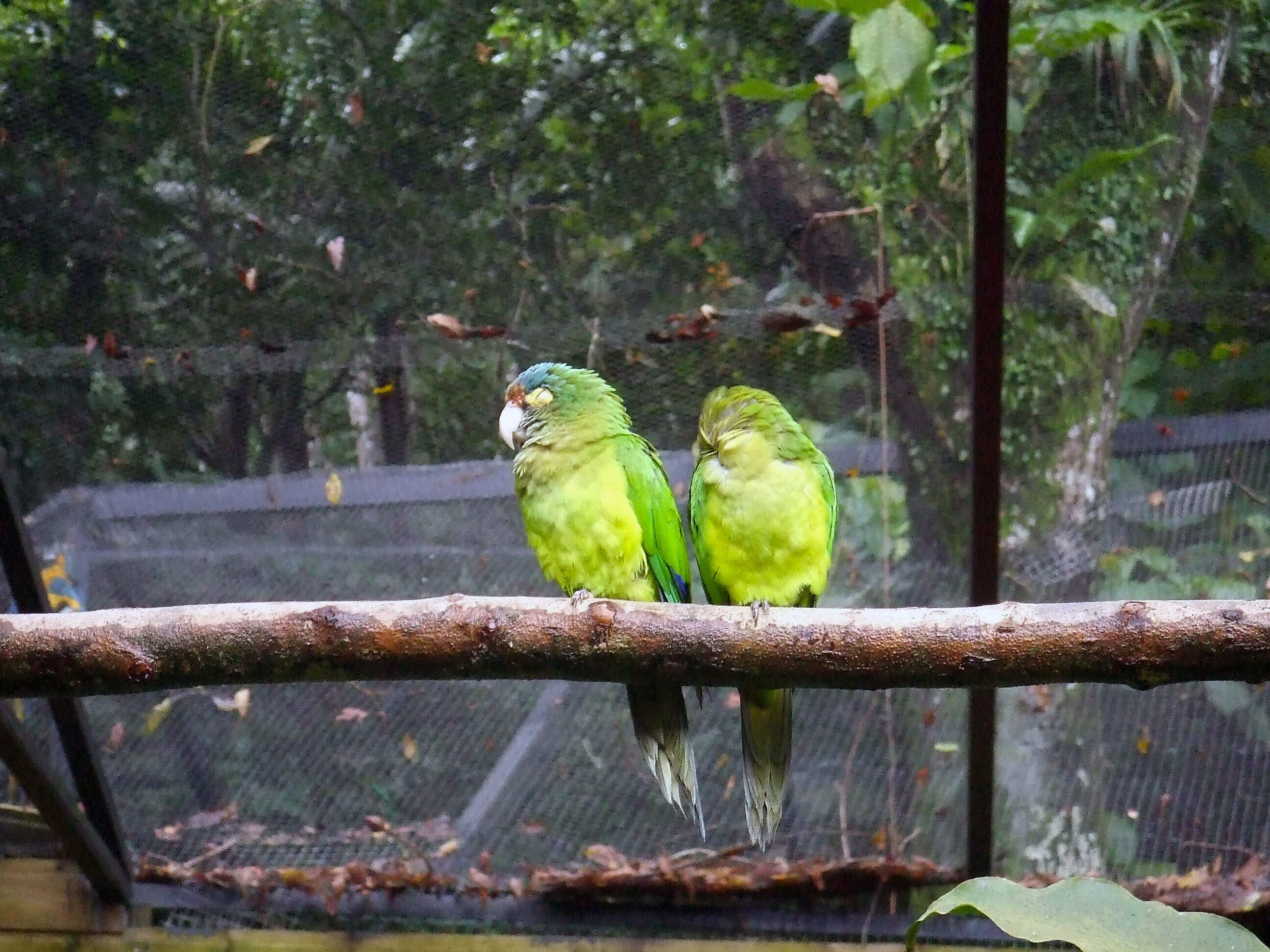 /guadeloupe/voyage-guadeloupe-parc-des-mamelles2.jpg