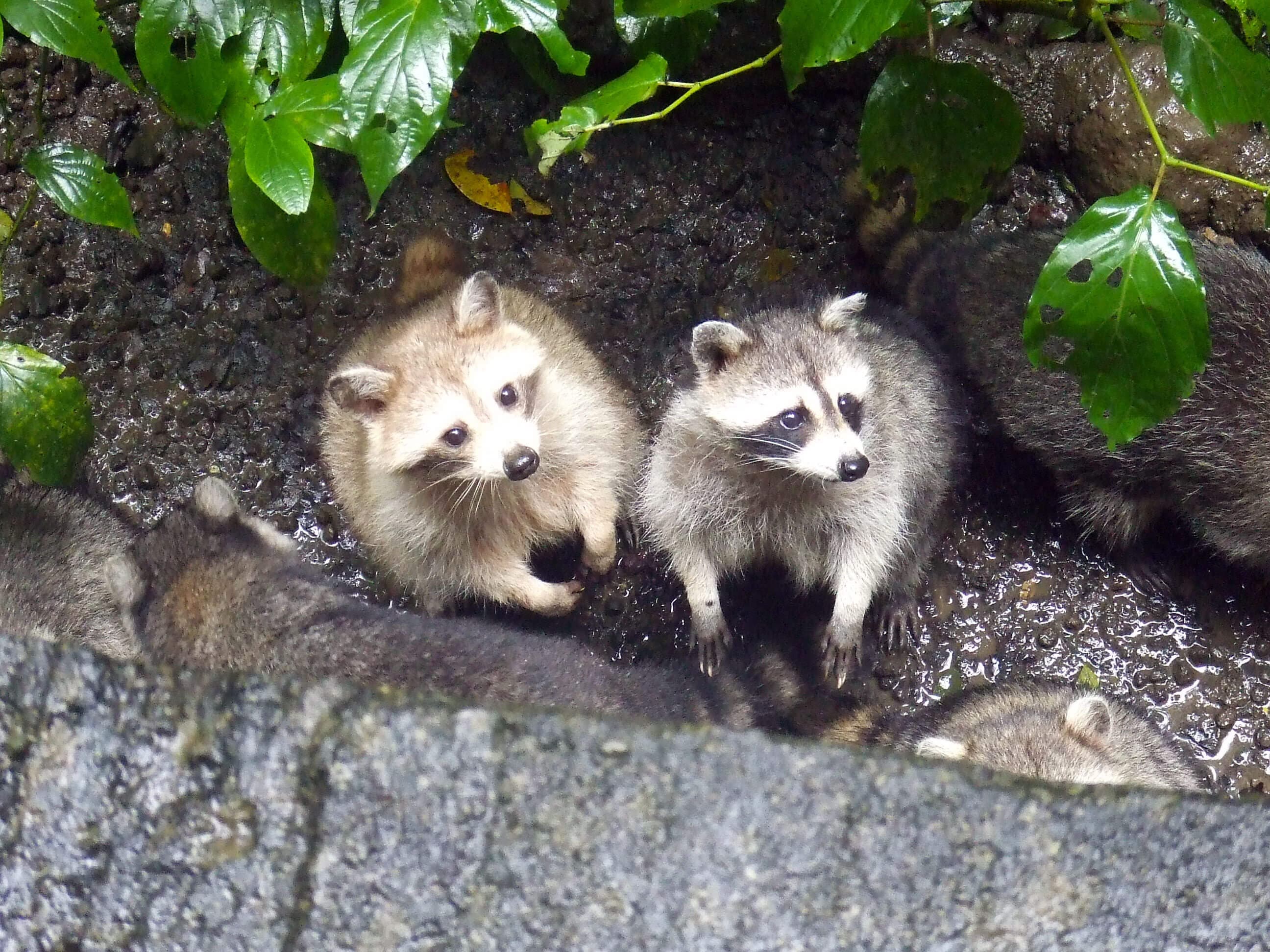 /guadeloupe/voyage-guadeloupe-parc-des-mamelles4.jpg