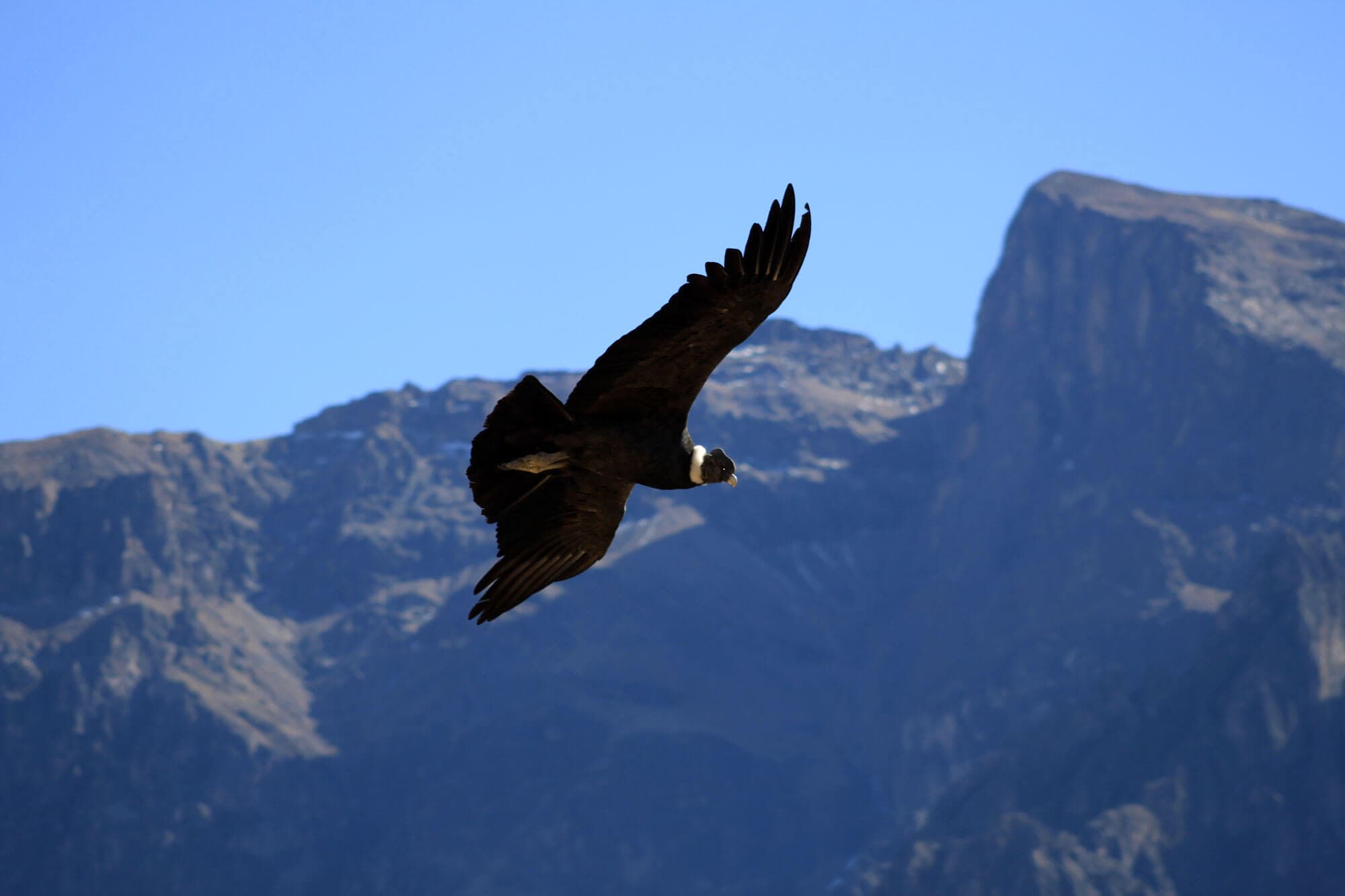 /perou/voyage-perou-vallee-del-colca-condor.JPG