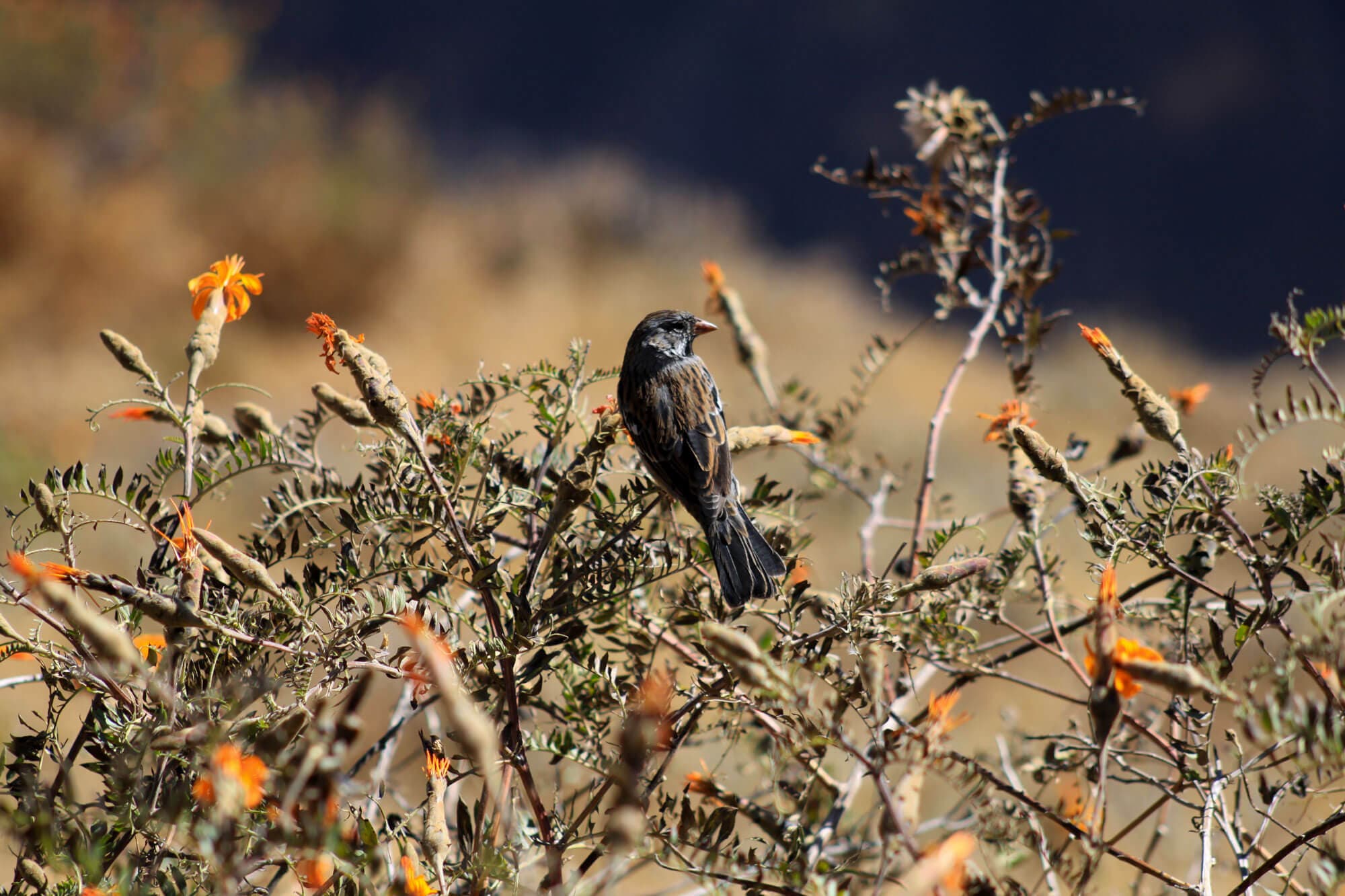 /perou/voyage-perou-vallee-del-colca-oiseau.JPG