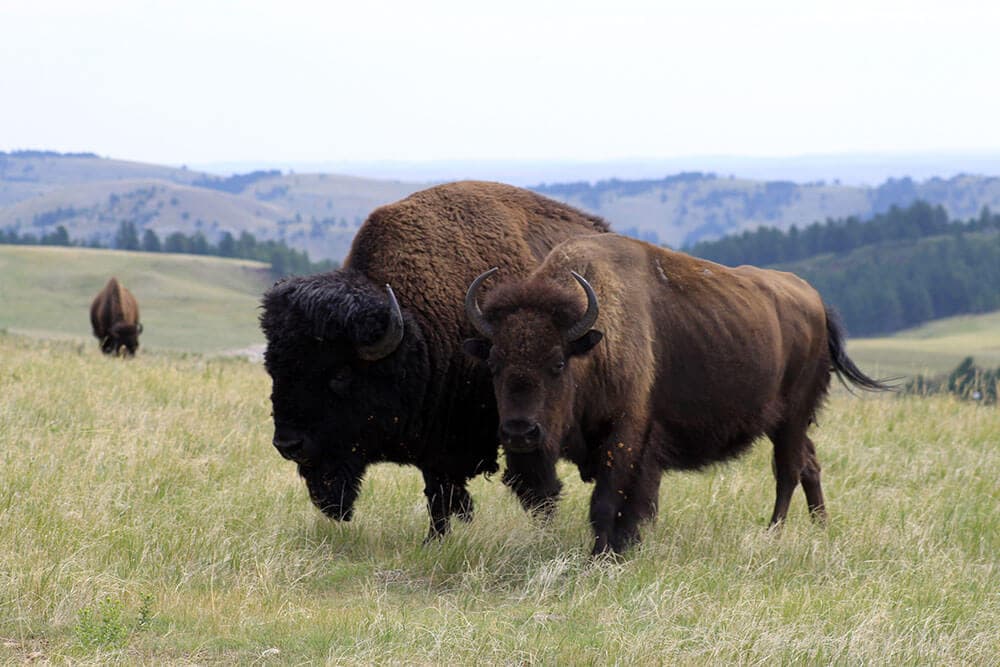 Custer Park